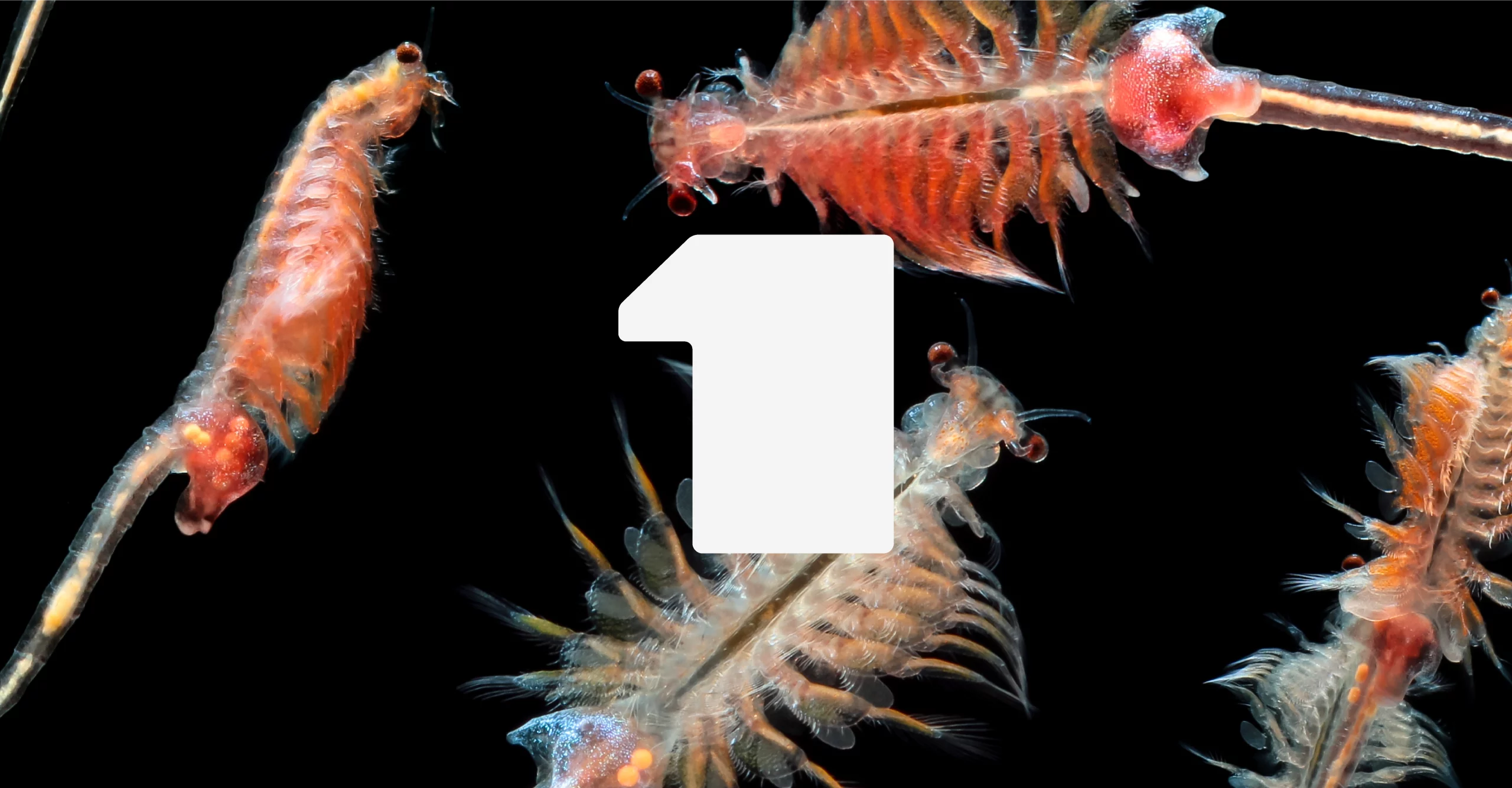 Laboratoire des alternatives